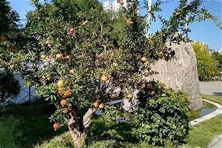 西南位放什么可聚财房屋外西南位放什么可聚财