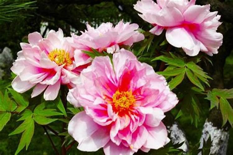 牡丹花摆放在哪里最旺风水 牡丹花摆放在什么地方最旺风水