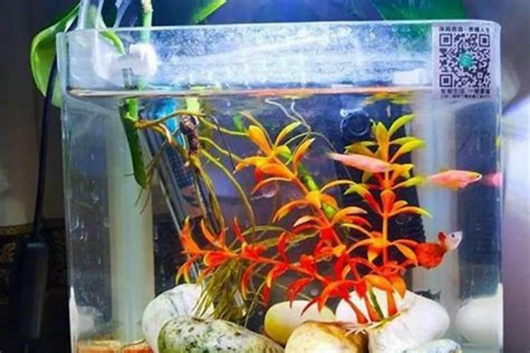 养鱼的寓意和象征风水