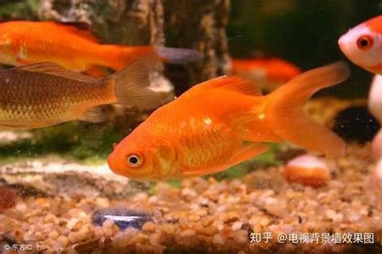 家有金鱼,是不是就能招财进宝呢？