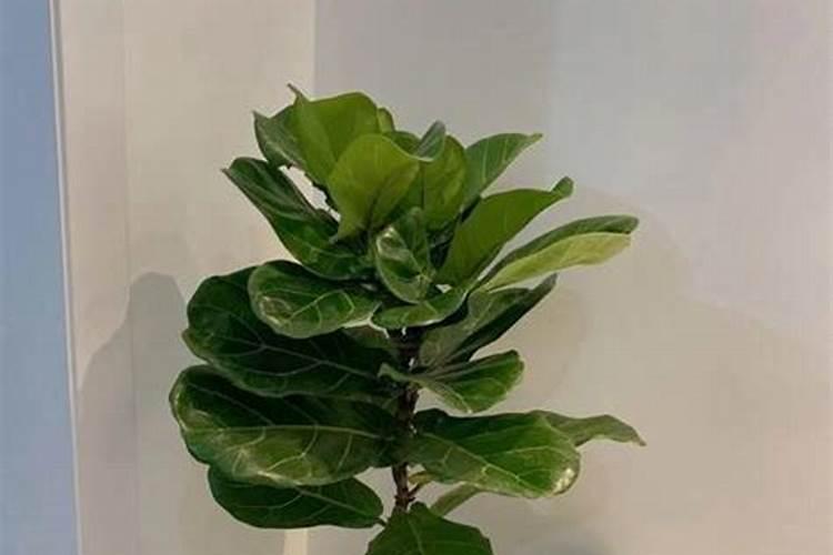 招财树能在庭院种植吗