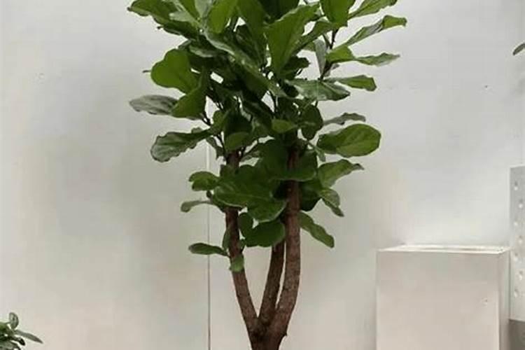 家里养什么水果风水最好最旺