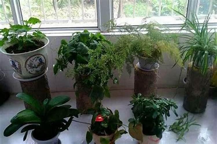 改善家居风水的植物 改善家居风水的植物有哪些