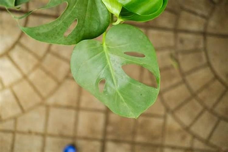 别墅里放什么植物最旺