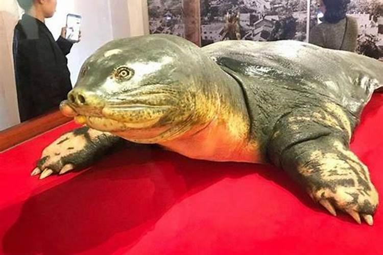 为什么墨龟才是风水龟