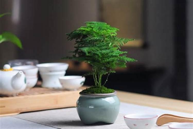 茶桌摆什么绿植最旺财