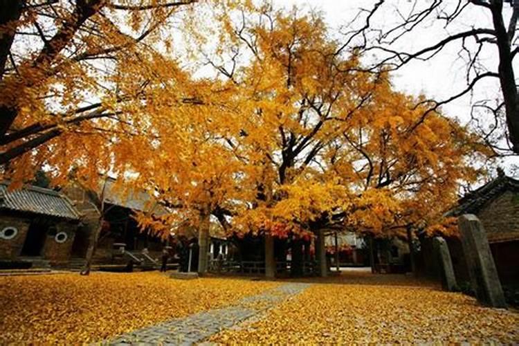 大门外种什么最旺风水财富