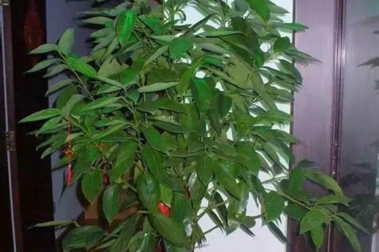大门门口种什么花风水好