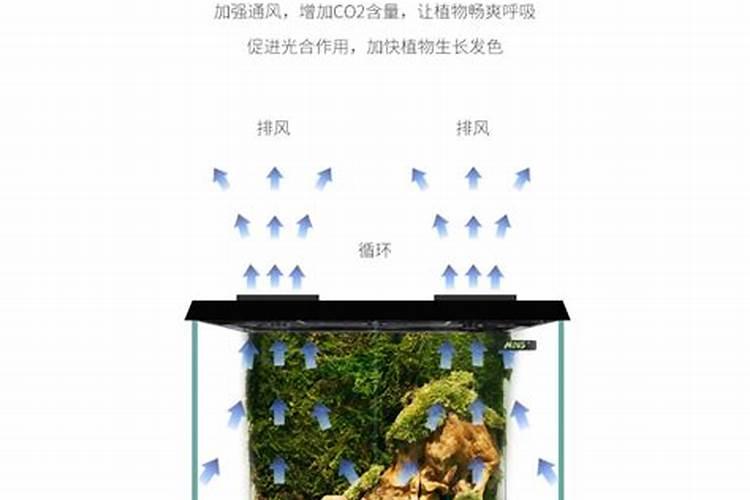 家里摆放生态鱼缸时要注意什么样的风水