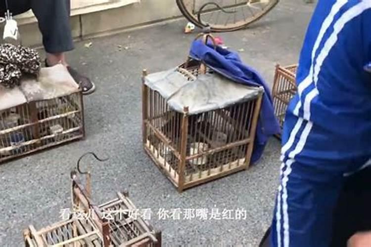 鸟窝弄掉影响风水么
