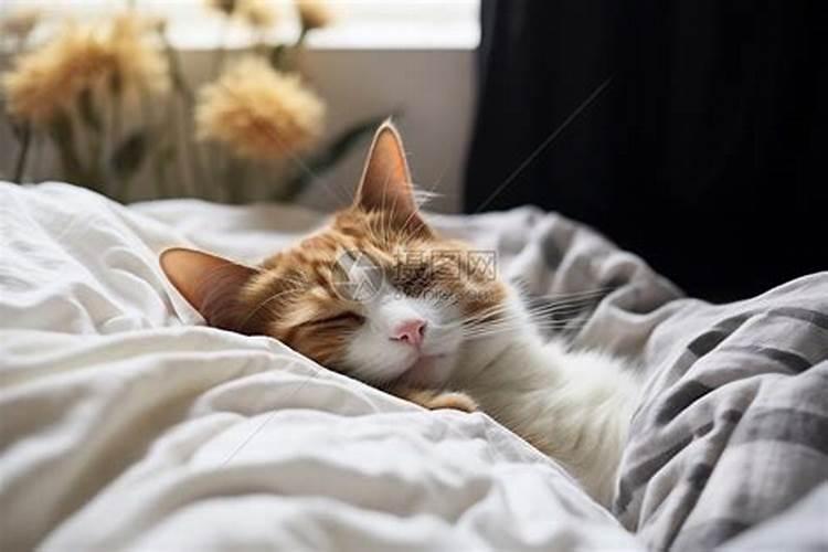 养猫的风水讲究 养猫的风水讲究介绍