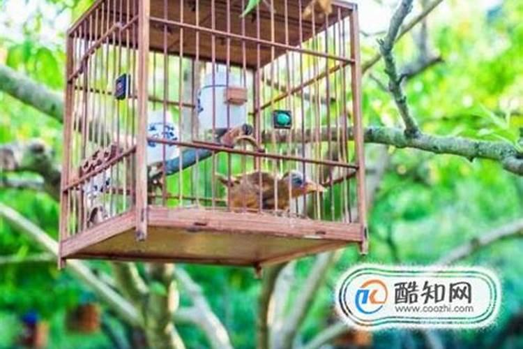 养鸟风水好吗,家里养鸟的风水禁忌有哪些