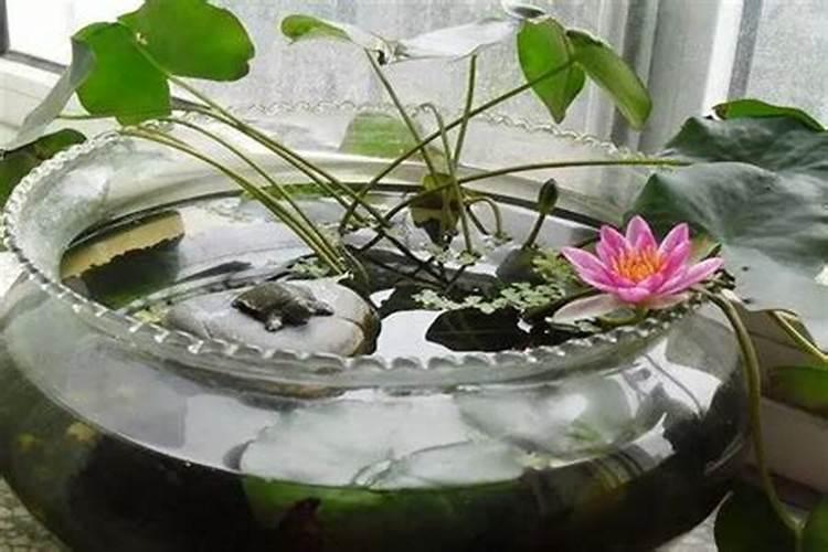 睡莲放哪风水好睡莲的风水禁忌