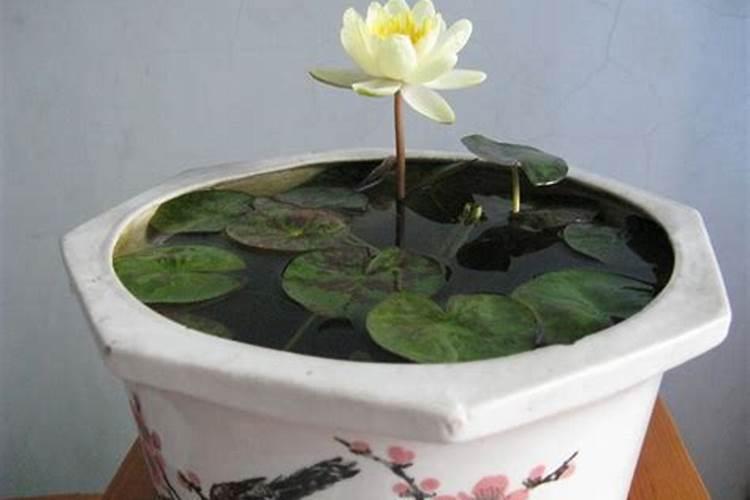 睡莲放哪风水好睡莲的风水禁忌 睡莲摆放禁忌