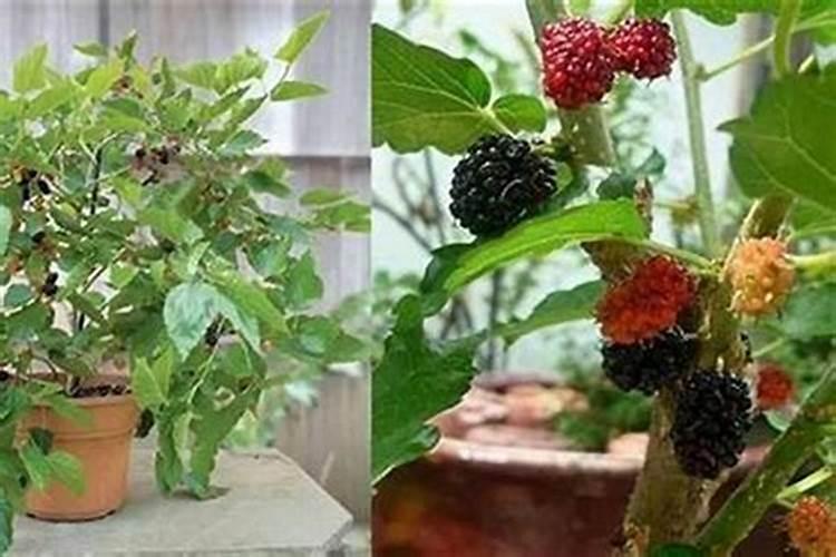 养什么植物最旺属马的人