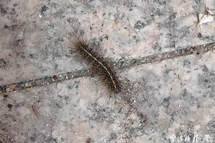 屋子里有毛毛虫爬进去这个地方风水行吗