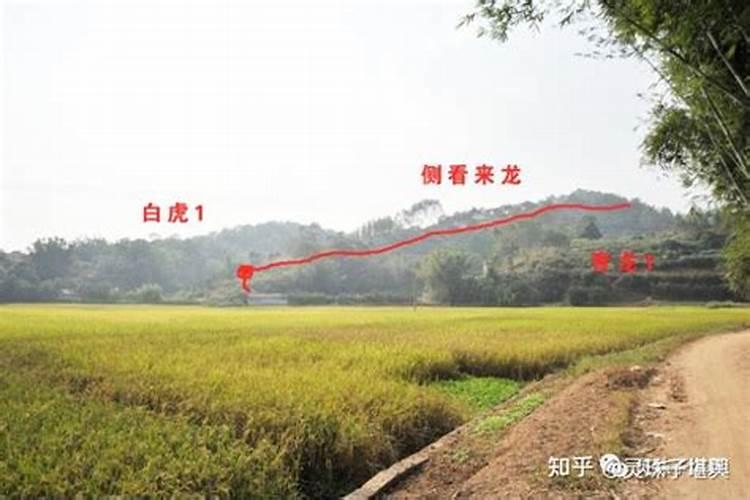 金鸡抱蛋风水宝地哪部电影