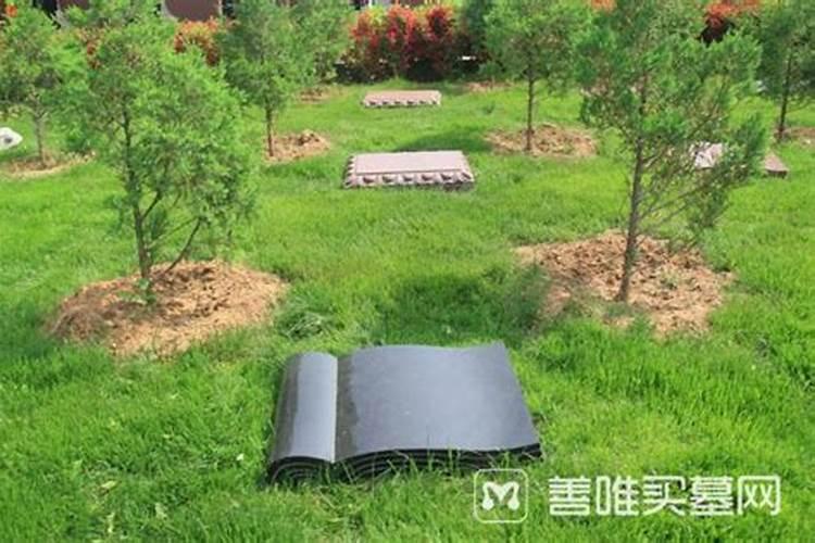 在风水学中祖坟山的中央位置有棵古树该不该坎？