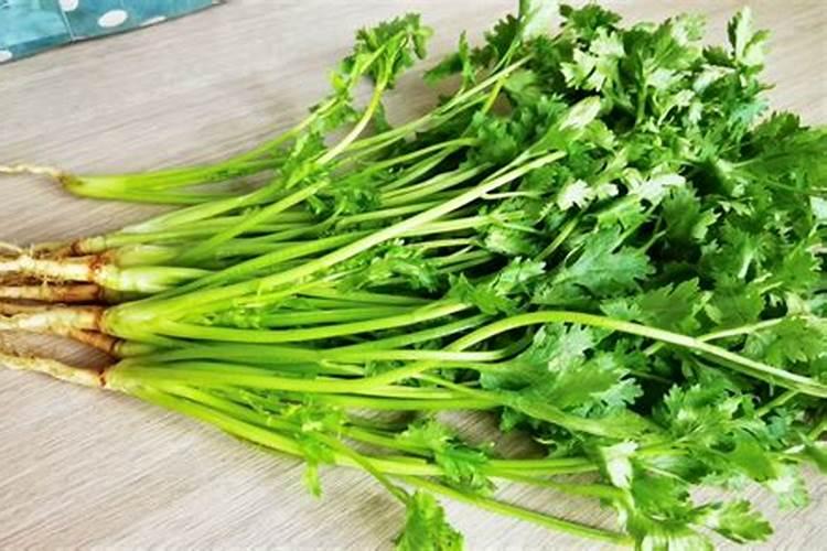 阳台种什么菜比较好(阳台种什么菜比较好 风水)