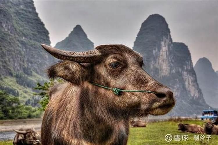 家宅“猛禽入屋”挂画风水影响不可小嘘!看到此文算你有福