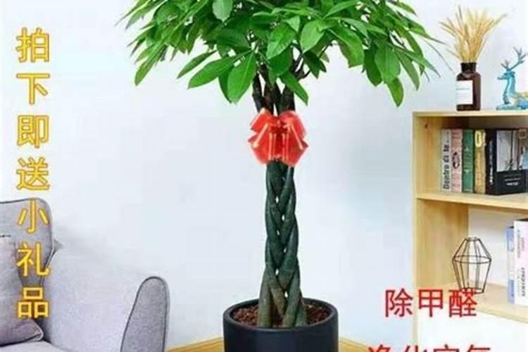 养蜜蜂产蜜,在家里养好还是在山里养好？