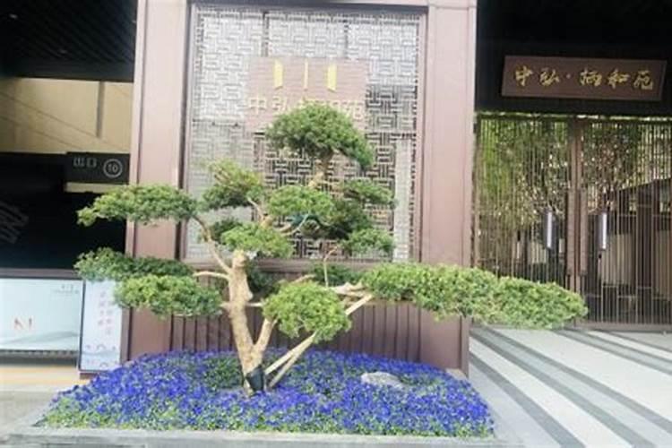 门前种树选择门前种什么树风水好