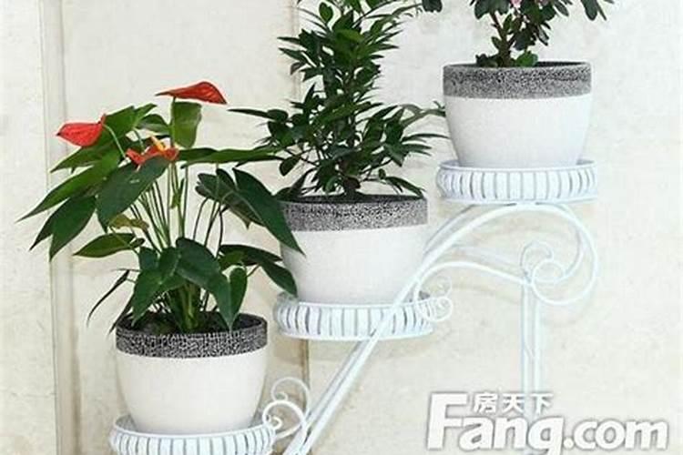 花架在客厅摆放好不好