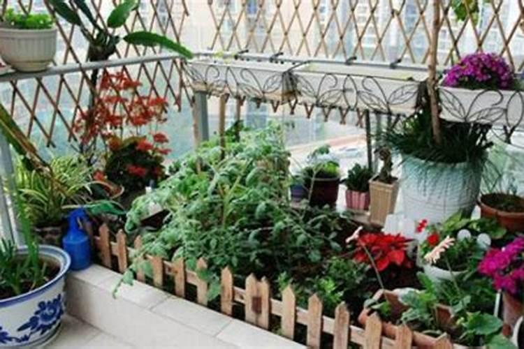阳台上养花要注意什么？阳台植物风水