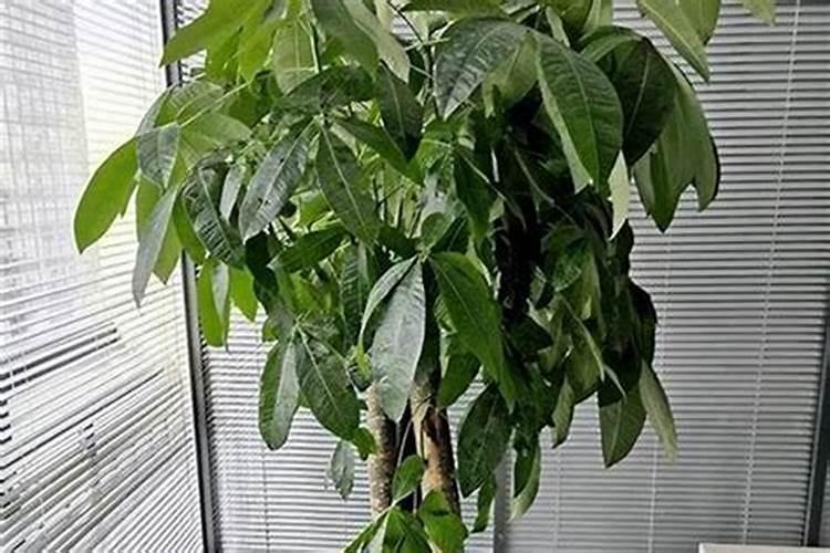 新家放什么绿植比较好