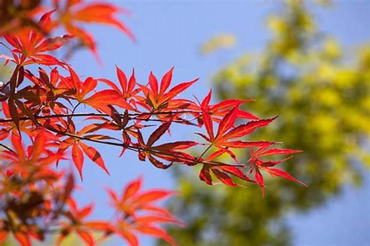 种植什么树最旺运