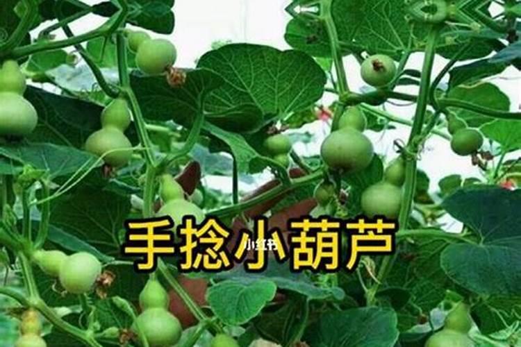 家里可以种葫芦吗