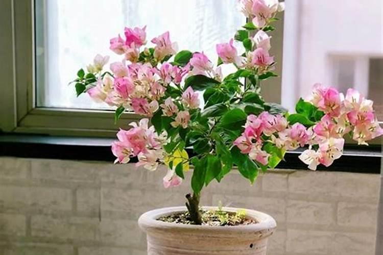院里能种葫芦的吗 家中可不可以种葫芦花