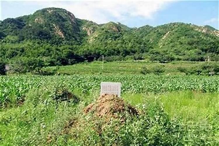 为什么房前不能种黄连,无花果树和桑树？