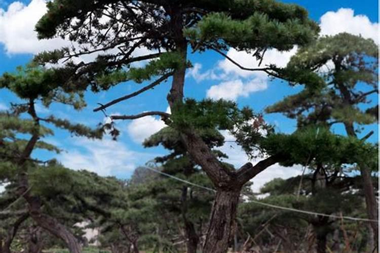 松树能种在家里吗