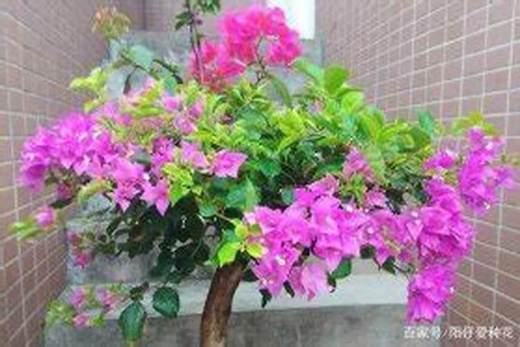 三角梅可以养在办公室吗？