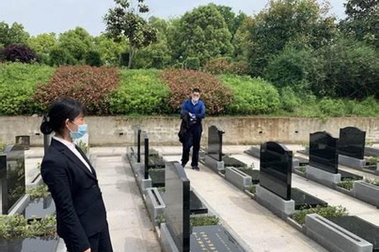 房屋门前种什么树最好
