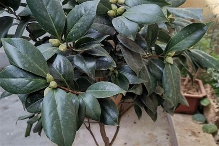 茶花树为什么不能种家门口