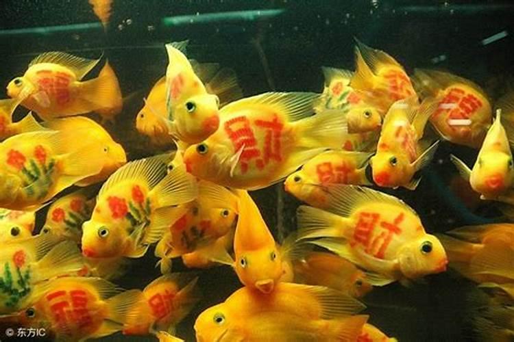 养金鱼风水讲究(跪求大师指点)