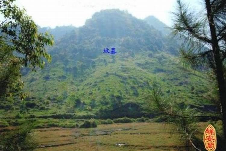 风水,龙柏树栽房子后面好吗