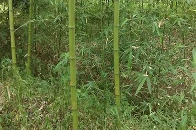 我想在父亲的墓地栽几棵竹子,不知道是否影响风水？请高手指点,多谢!百...
