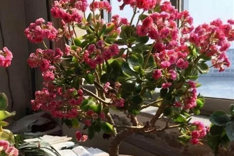 长寿花放在院子东南方向还是西南方向好花卉百科