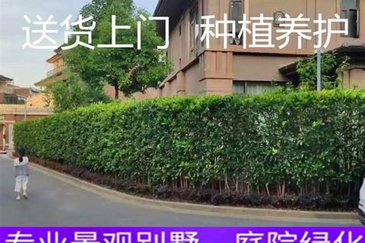 店里墙里长出一棵树风水上好不好
