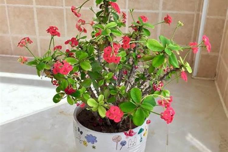 揭秘:6大方位鲜花摆放风水？