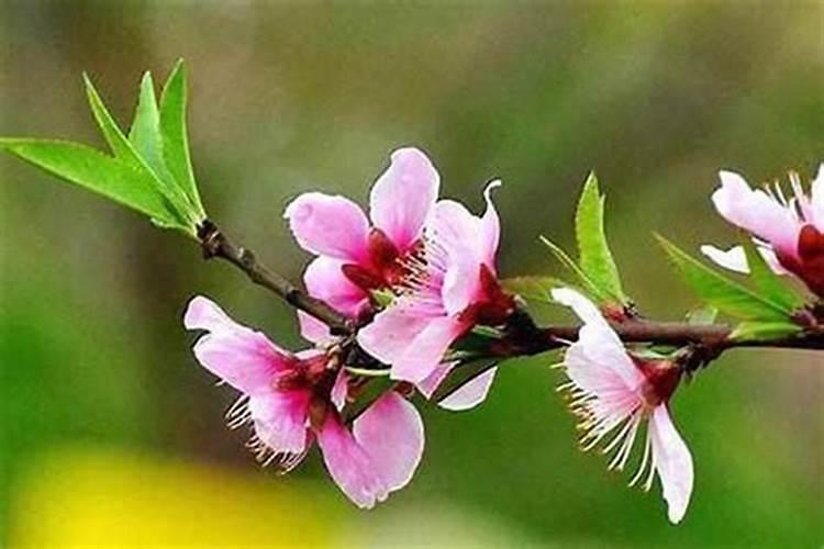 详解:乱桃花是什么意思？
