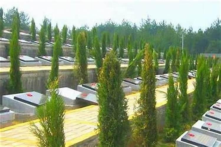 坟墓旁边种什么树比较好？柏树万年长青,存活率高,且又防虫