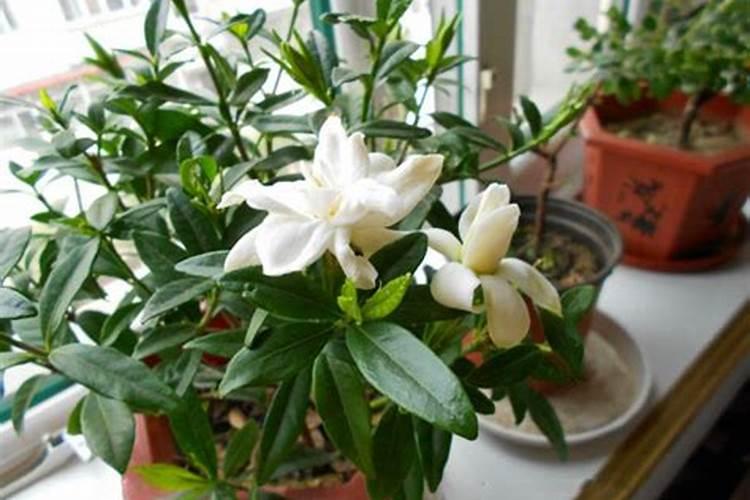 办公室绿植摆放风水有什么讲究？