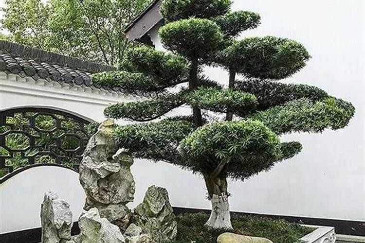 风水松树种在屋门口外好还是屋内院里好？