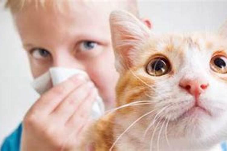 养猫狗有什么风水禁忌猫狗风水禁忌化解方法