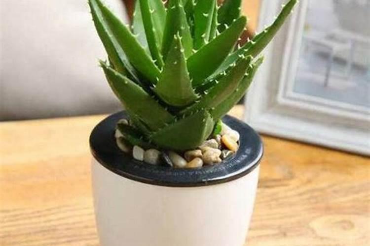 芦荟盆栽的风水寓意与摆放