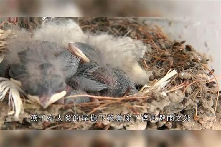 燕子飞进家在风水上讲